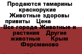 Продаются тамарины краснорукие . Животные здоровы привиты › Цена ­ 85 000 - Все города Животные и растения » Другие животные   . Крым,Ферсманово